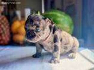 French Bulldog Puppy for sale in Granger, WA, USA