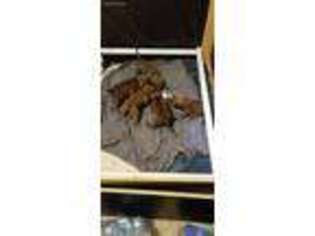 Chesapeake Bay Retriever Puppy for sale in Prescott, WI, USA