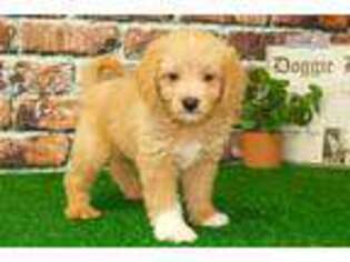 Goldendoodle Puppy for sale in Baltimore, MD, USA