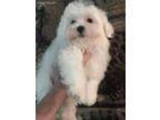 Maltese Puppy for sale in Mount Dora, FL, USA