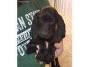 German Shorthaired Pointer Puppy for sale in Coldwater, MI, USA