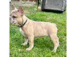 French Bulldog Puppy for sale in Buckley, WA, USA
