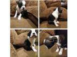 Boston Terrier Puppy for sale in Bolivar, MO, USA