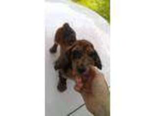 Dachshund Puppy for sale in Clarksville, TN, USA