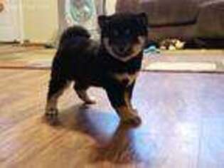 Shiba Inu Puppy for sale in Miami, OK, USA