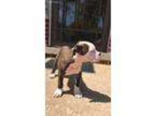 Olde English Bulldogge Puppy for sale in Hillside, IL, USA