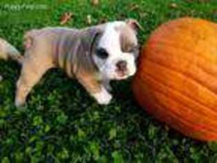 Bulldog Puppy for sale in Deale, MD, USA