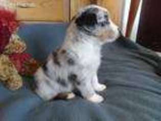 Miniature Australian Shepherd Puppy for sale in Fernley, NV, USA