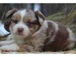 Miniature Australian Shepherd Puppy for sale in Vanzant, MO, USA