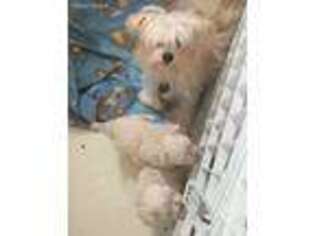 Mutt Puppy for sale in Nine Mile Falls, WA, USA
