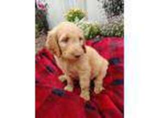 Goldendoodle Puppy for sale in Charles City, IA, USA