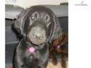 Flat Coated Retriever Puppy for sale in Dayton, OH, USA