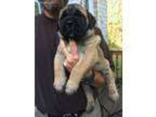 Bullmastiff Puppy for sale in Greensboro, NC, USA
