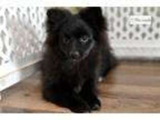 Pomeranian Puppy for sale in Kirksville, MO, USA