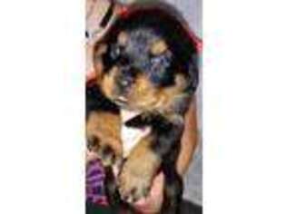 Rottweiler Puppy for sale in Springfield, OH, USA
