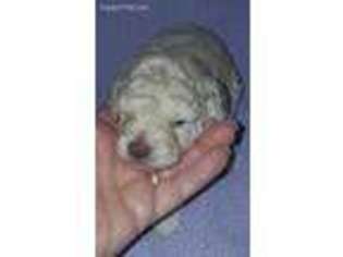 Labradoodle Puppy for sale in Yorba Linda, CA, USA