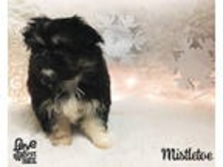 Medium Photo #1 Shinese Puppy For Sale in Hattiesburg, MS, USA
