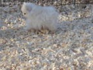 Pomeranian Puppy for sale in Cookeville, TN, USA