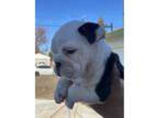 Bulldog Puppy for sale in Bakersfield, CA, USA