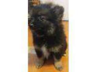 Pomeranian Puppy for sale in Rosemead, CA, USA