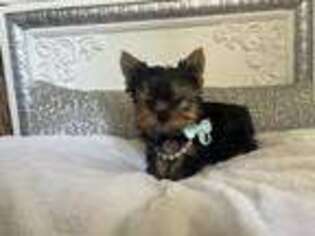 Yorkshire Terrier Puppy for sale in College Station, TX, USA