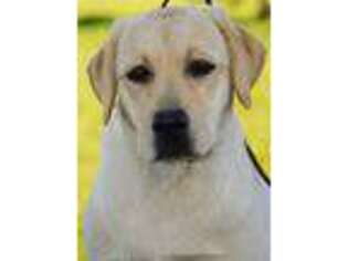 Labrador Retriever Puppy for sale in Powell, WY, USA