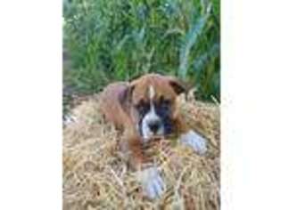 Boxer Puppy for sale in Waterloo, NY, USA