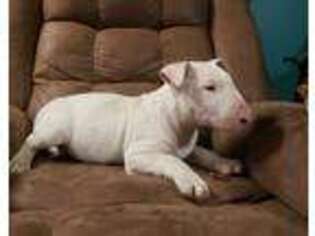 Bull Terrier Puppy for sale in Checotah, OK, USA