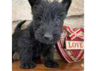 Scottish Terrier Puppy for sale in Hilton Head Island, SC, USA