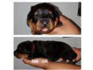 Rottweiler Puppy for sale in Coram, NY, USA