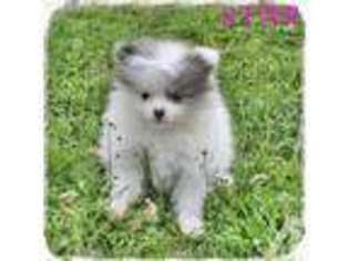 Pomeranian Puppy for sale in PILOT HILL, CA, USA