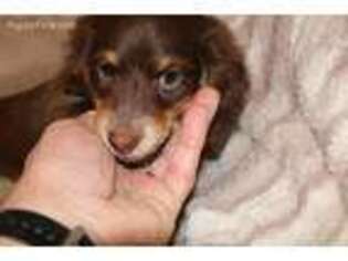 Dachshund Puppy for sale in Nuevo, CA, USA