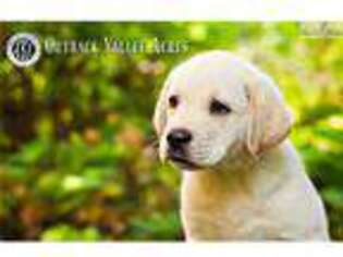 Labrador Retriever Puppy for sale in Pittsburgh, PA, USA