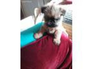 Brussels Griffon Puppy for sale in Nilwood, IL, USA