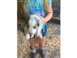 Australian Shepherd Puppy for sale in Hickory, NC, USA