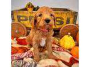 Goldendoodle Puppy for sale in Charlestown, IN, USA
