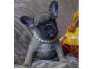 French Bulldog Puppy for sale in Alice, TX, USA