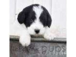 Labradoodle Puppy for sale in Sioux Center, IA, USA