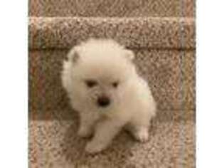 Pomeranian Puppy for sale in Lacey, WA, USA