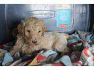 Mutt Puppy for sale in ALMENA, WI, USA