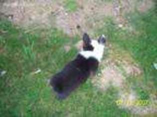 Pembroke Welsh Corgi Puppy for sale in Cutler, OH, USA