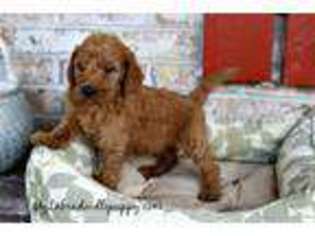 Labrador Retriever Puppy for sale in Adolphus, KY, USA