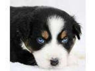Australian Shepherd Puppy for sale in Kennewick, WA, USA