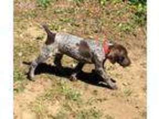 German Shorthaired Pointer Puppy for sale in Monroe, WA, USA