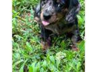 Dachshund Puppy for sale in Branson, MO, USA
