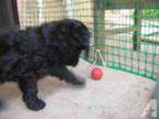 Goldendoodle Puppy for sale in SAN MARCOS, CA, USA