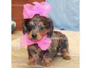 Dachshund Puppy for sale in West Plains, MO, USA