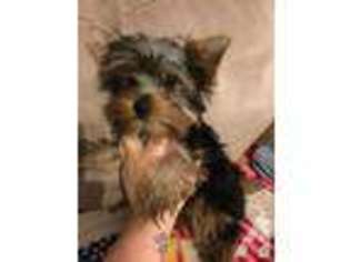 Yorkshire Terrier Puppy for sale in TACOMA, WA, USA
