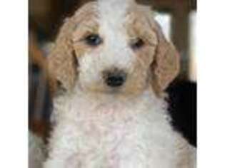 Labradoodle Puppy for sale in Kingman, AZ, USA