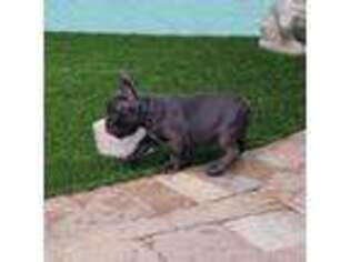 French Bulldog Puppy for sale in Vero Beach, FL, USA
